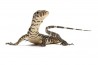 Varanus salvator