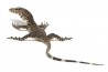 Varanus salvator