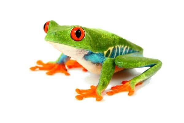 Agalychnis callidryas Agalychnis callidryas