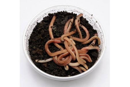 100 Grammes De Petits Vers Pour La Pêche. Vers De Terre Vivants Pour La