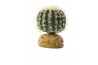 Cactus Oursin