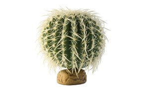 Cactus Oursin