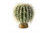 Cactus Oursin