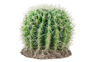 Cactus Sonora