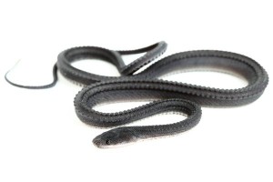 Xenodermus javanicus