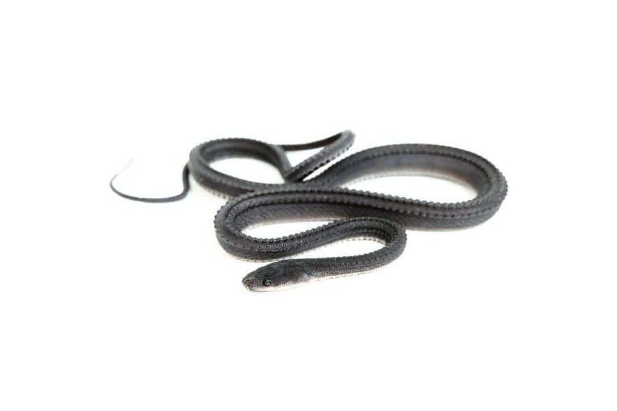 Xenodermus javanicus