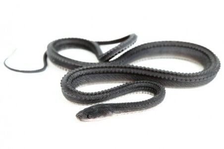 Xenodermus javanicus