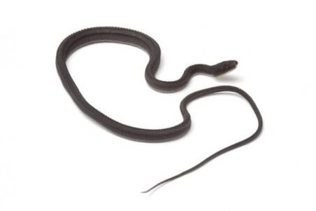 Xenodermus javanicus