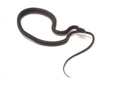 Xenodermus javanicus