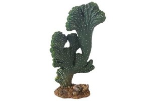Cactus Victoria