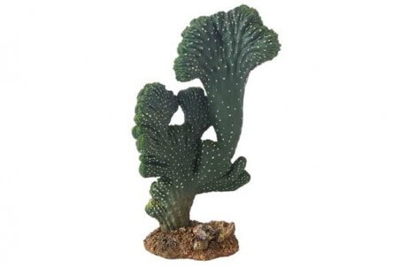 Cactus Victoria