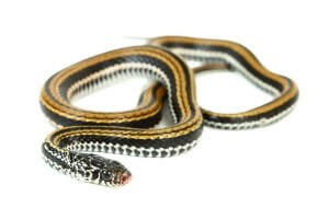 Xenochrophis vittatus