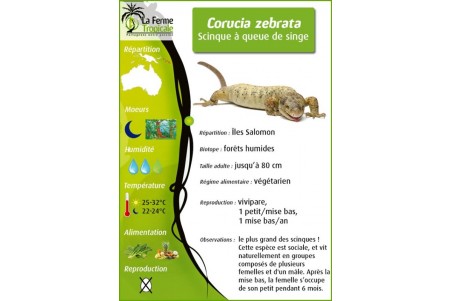 Corucia zebrata
