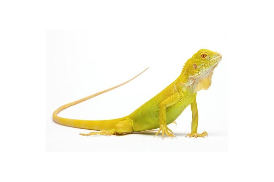 Iguana iguana, albinos Iguana iguana, albinos