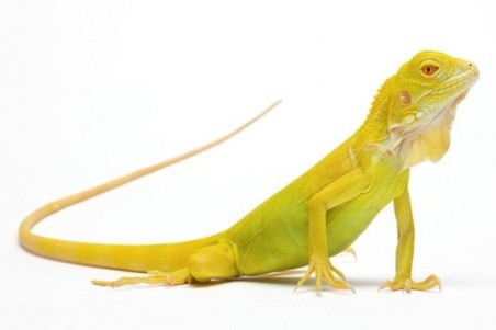 Iguana iguana, albinos