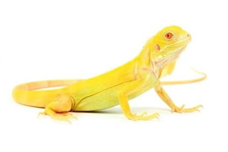Iguana iguana, albinos