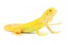 Iguana iguana, albinos
