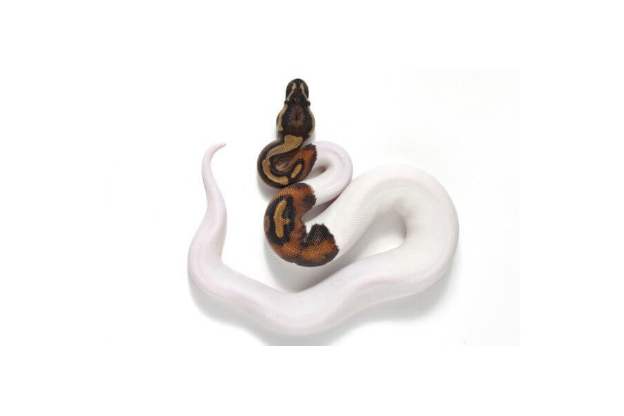 Python regius, piebald Python regius, piebald
