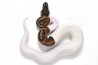 Python regius, piebald