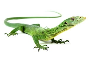 Varanus prasinus, "Merauke"