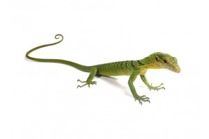 Varanus prasinus, bébé