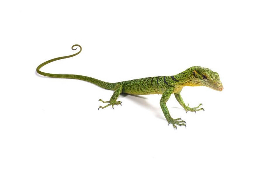 Varanus prasinus, bébé Varanus prasinus, bébé