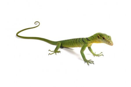 Varanus prasinus, bébé
