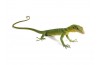 Varanus prasinus, bébé
