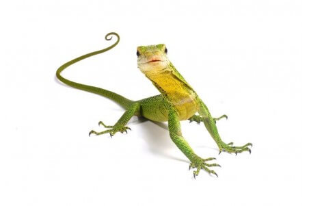 Varanus prasinus, bébé