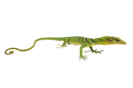 Varanus prasinus, bébé