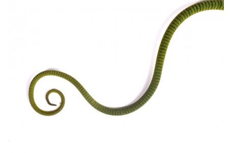 Varanus prasinus, bébé