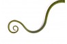 Varanus prasinus, bébé