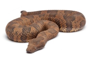 Candoia aspera, mâle