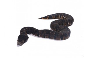 Candoia aspera juvenile