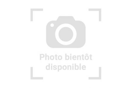Eublepharis macularius, bandit tangerine, mâle