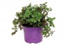 Plante Cass'Croc - en pot