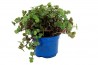 Plante Cass'Croc - en pot