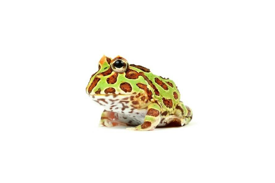 Ceratophrys cranwelli Ceratophrys cranwelli