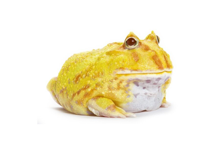 Ceratophrys cranwelli, albinos Ceratophrys cranwelli, albinos