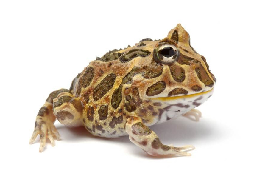 Ceratophrys cranwelli, coffee