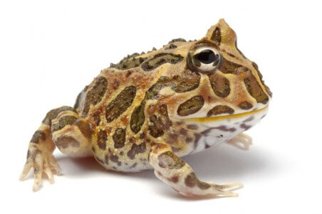 Ceratophrys cranwelli, coffee