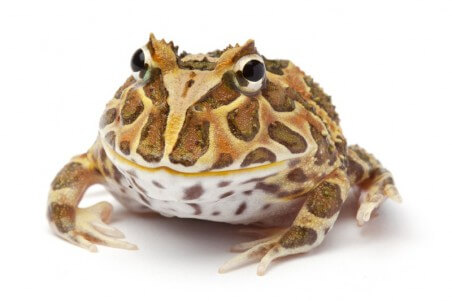 Ceratophrys cranwelli, coffee