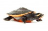 Emydura subglobosa, 2-3 cm