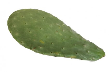 Figuier de Barbarie "Opuntia ficus indica"