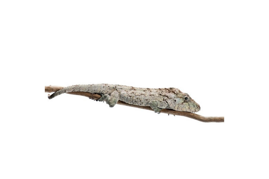 Anolis (Chamaeleolis) barbatus