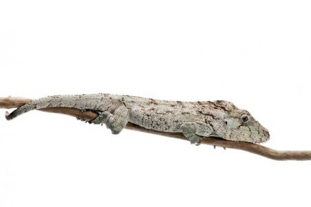 Anolis (Chamaeleolis) barbatus