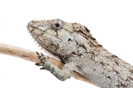 Anolis (Chamaeleolis) barbatus