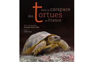 Dans la carapace des tortues de France