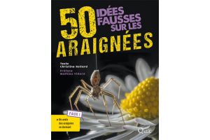 50 idées fausses sur les araignées