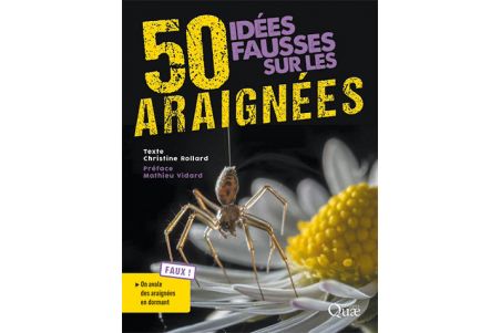 50 idées fausses sur les araignées